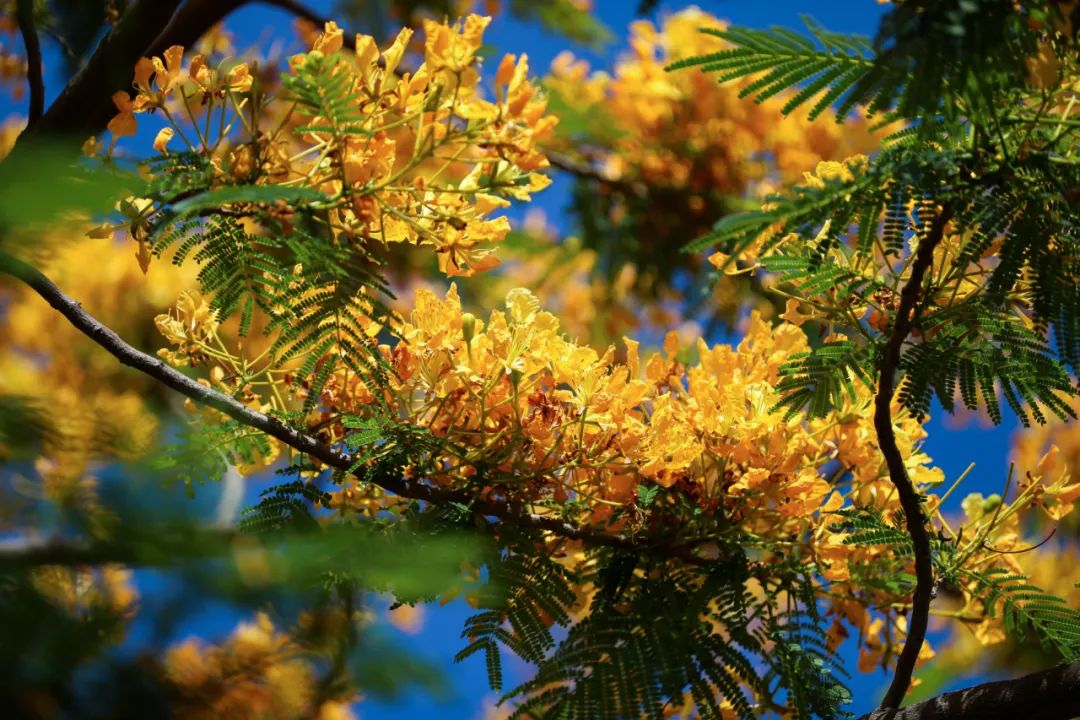 红河文旅(微信)