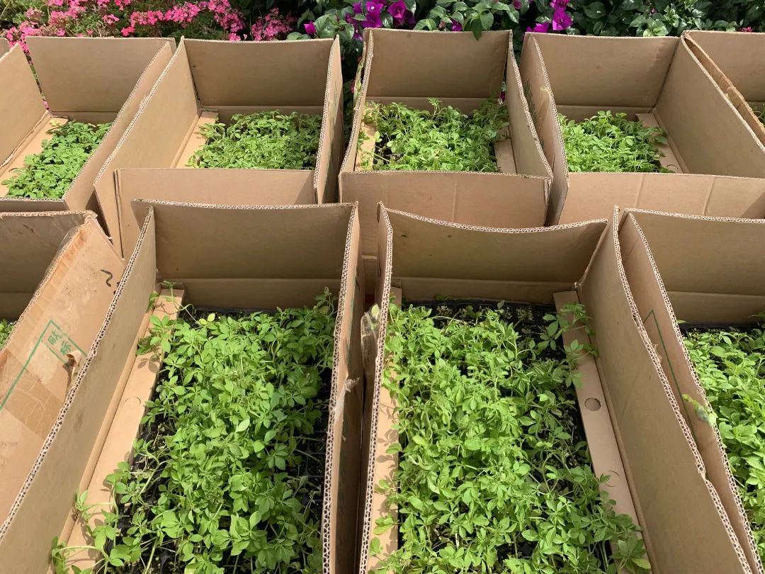 红河文旅(微信)