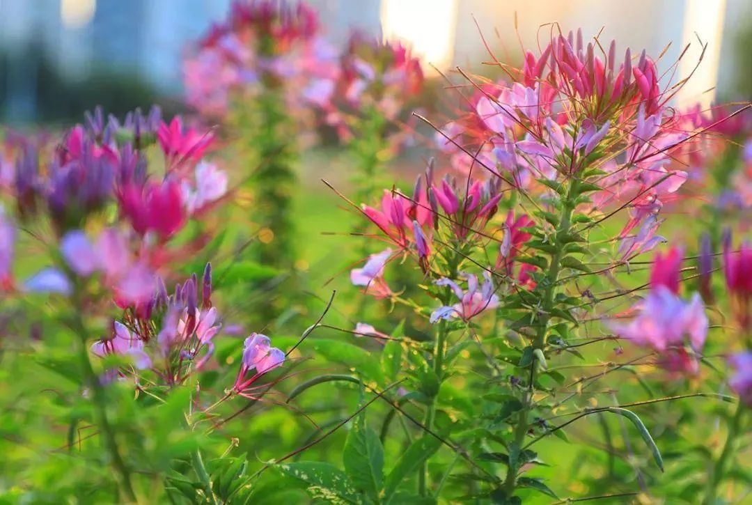 红河文旅(微信)