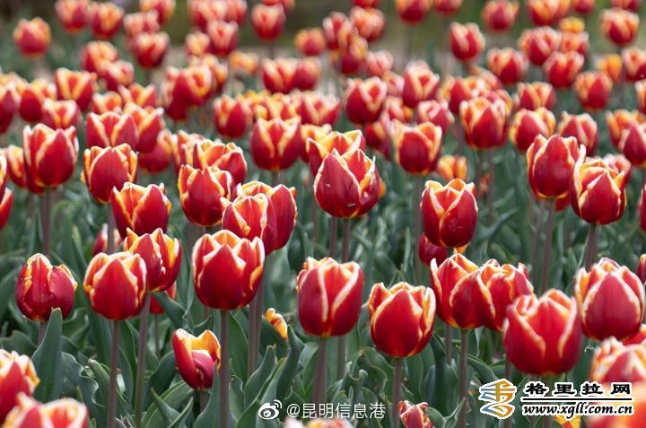 昆明信息港微博