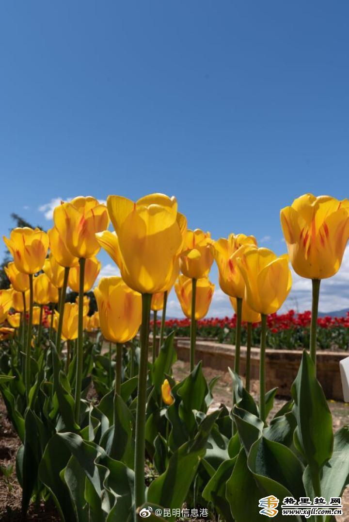 昆明信息港微博