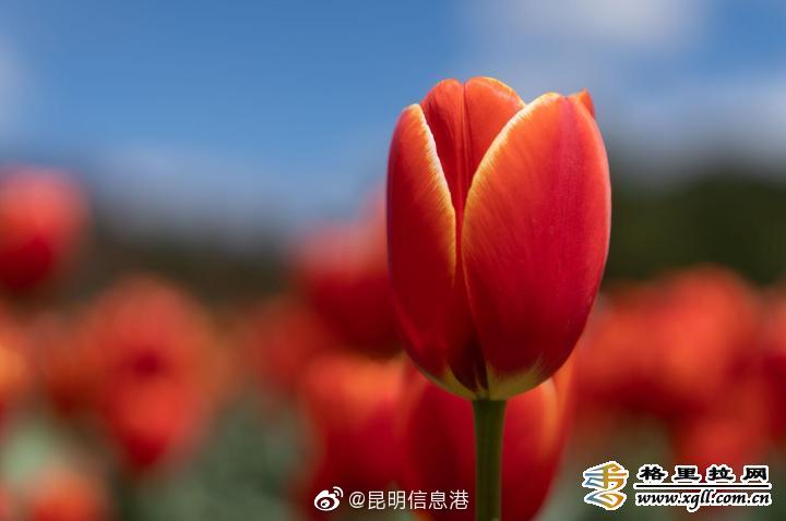 昆明信息港微博