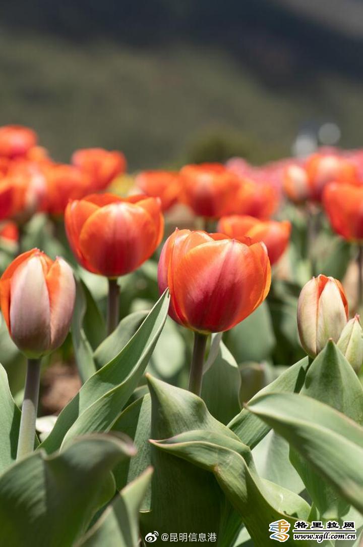 昆明信息港微博