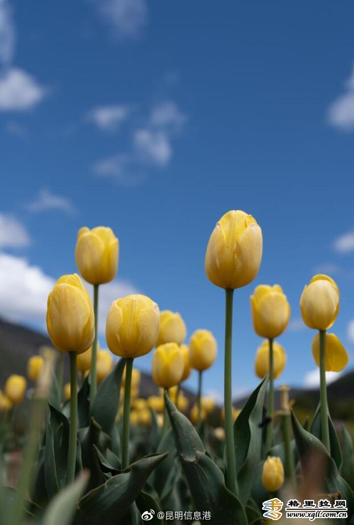 昆明信息港微博