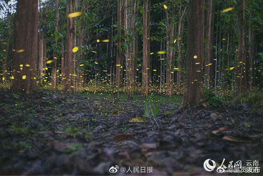 “呈贡发布”微博