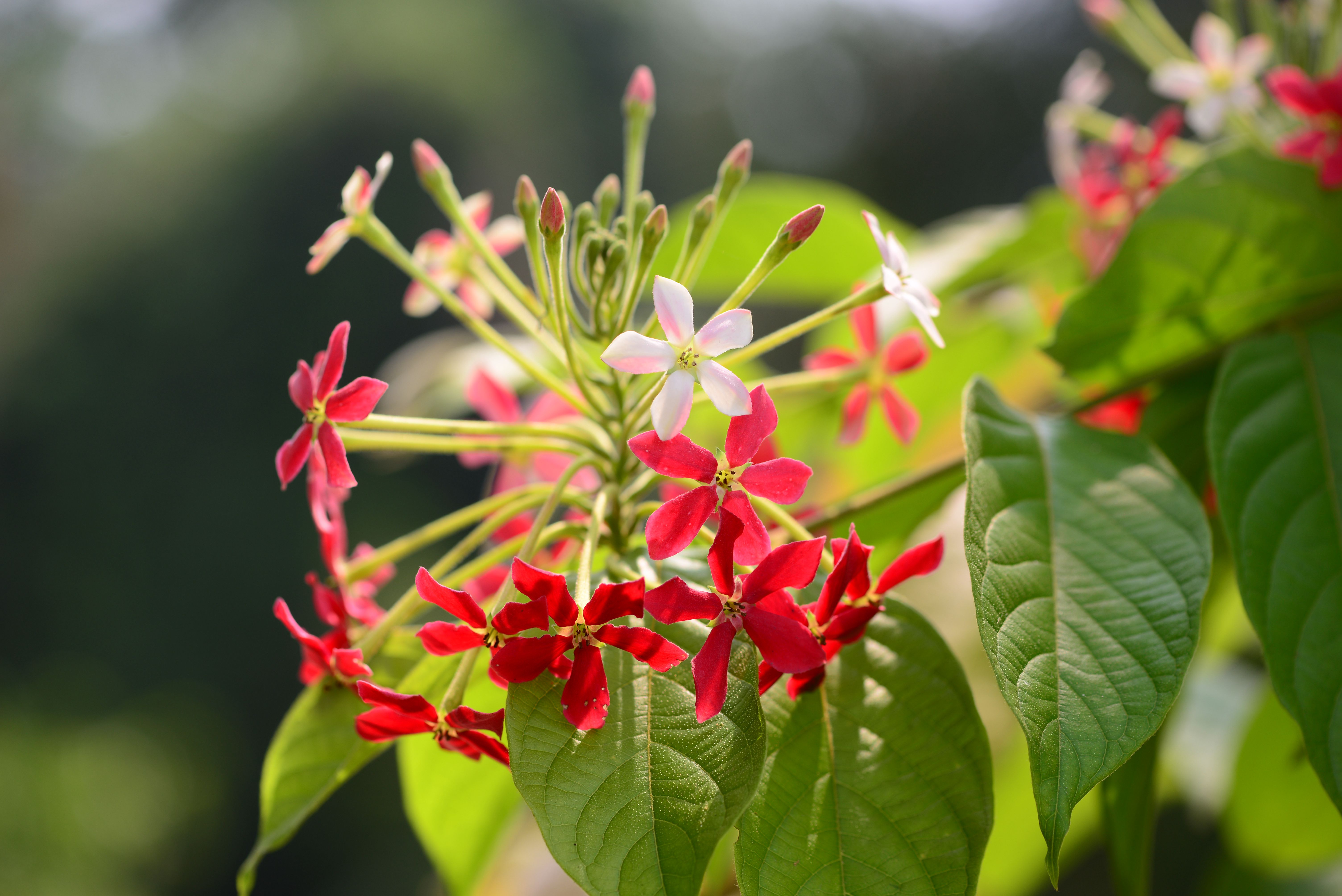 中国科学院西双版纳热带植物园