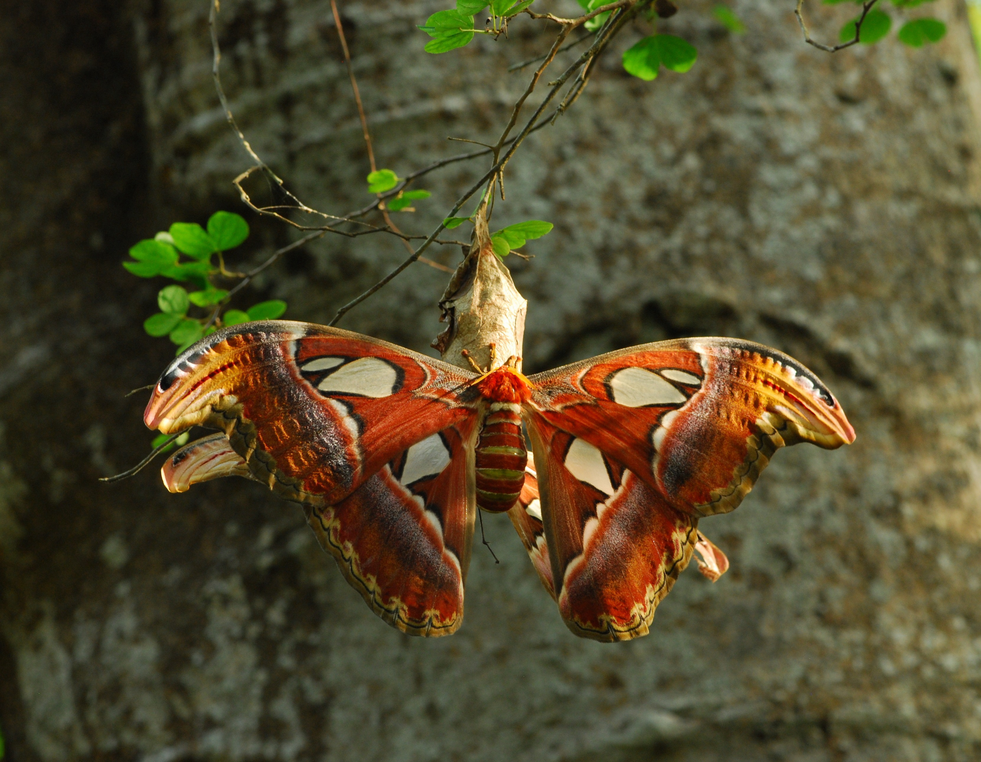 中国科学院西双版纳热带植物园