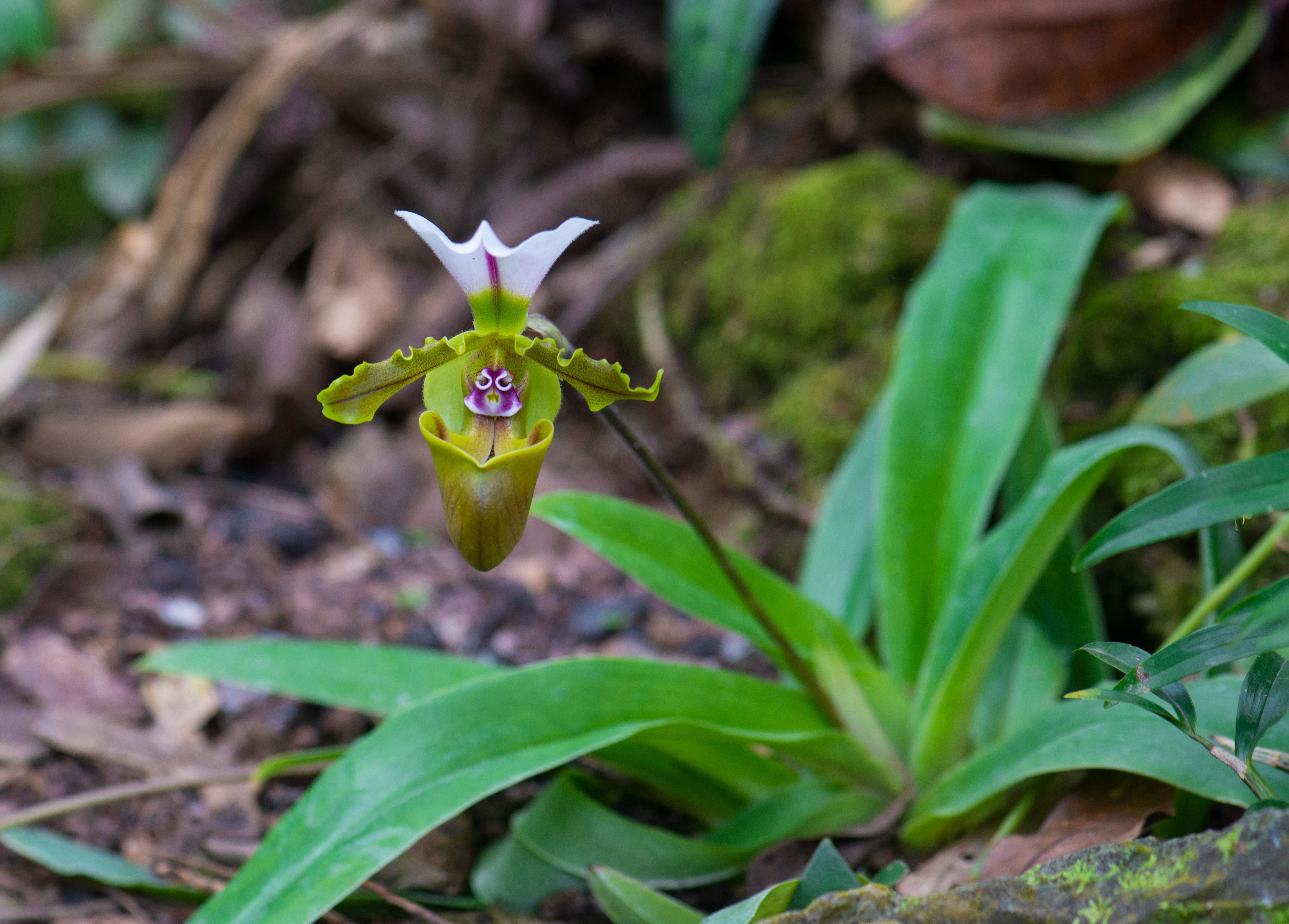 中国科学院西双版纳热带植物园