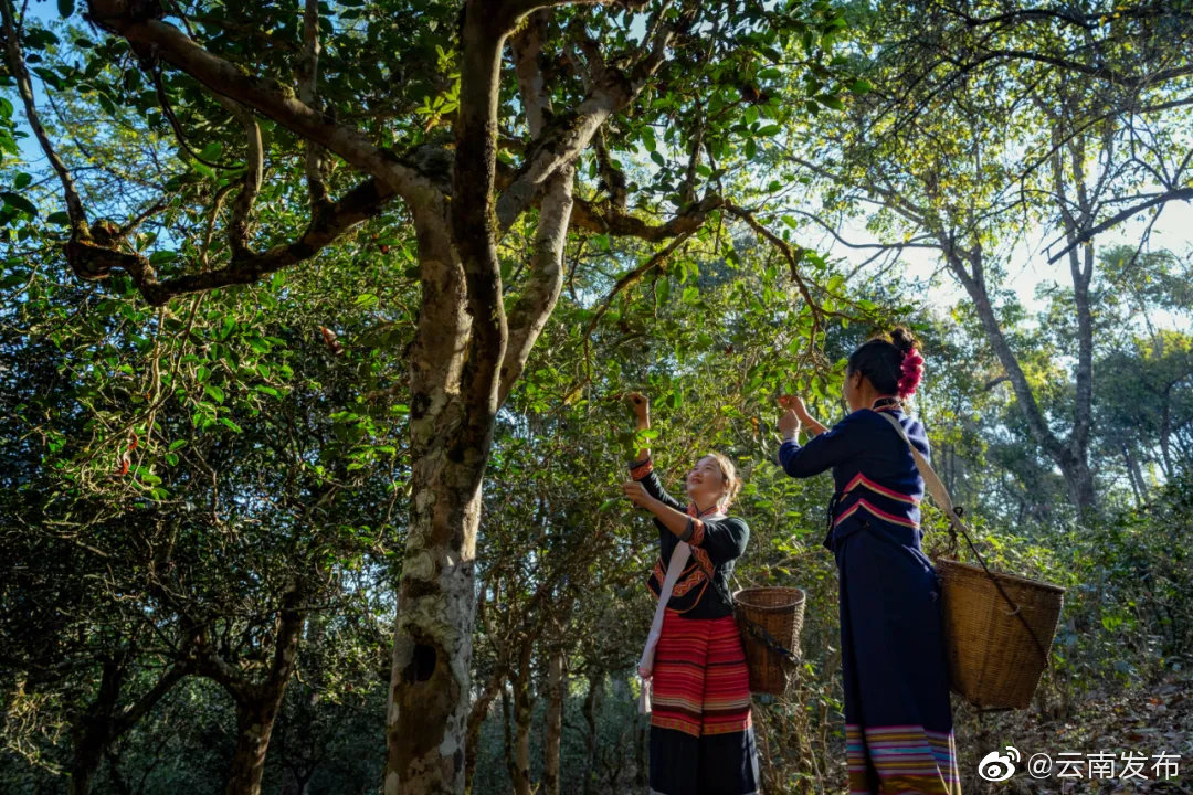 云南环境空气质量预报