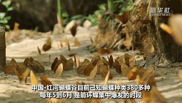 新华全媒+｜走！去看蝴蝶