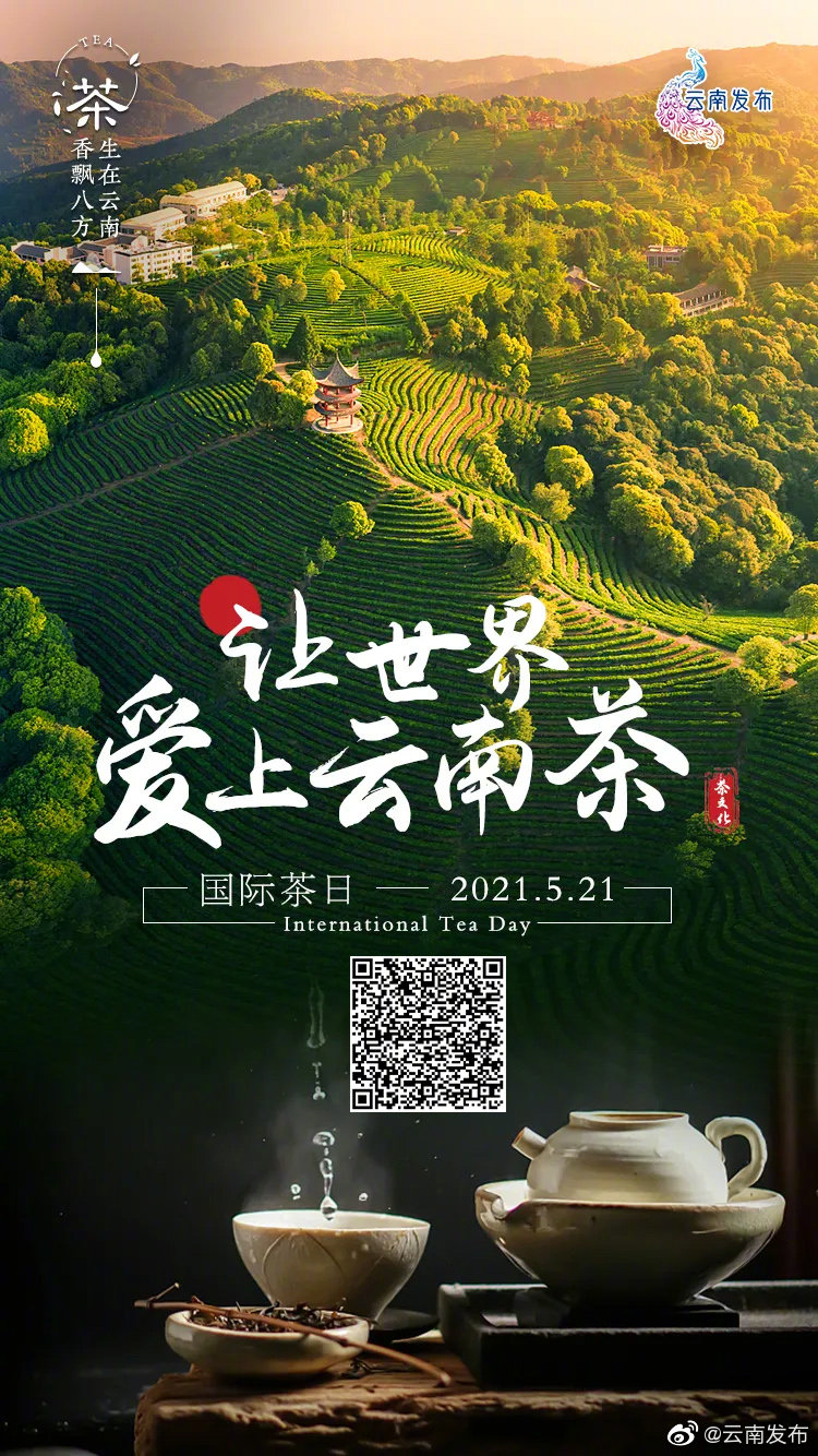 今天，一起感受茶叶的魅力