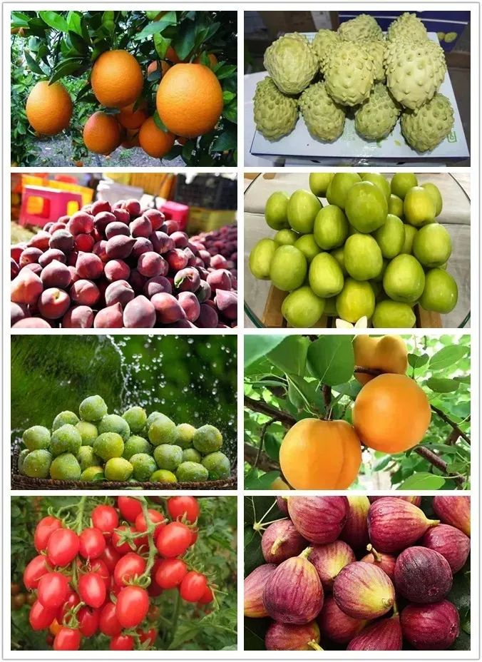 云南楚雄网(微信)