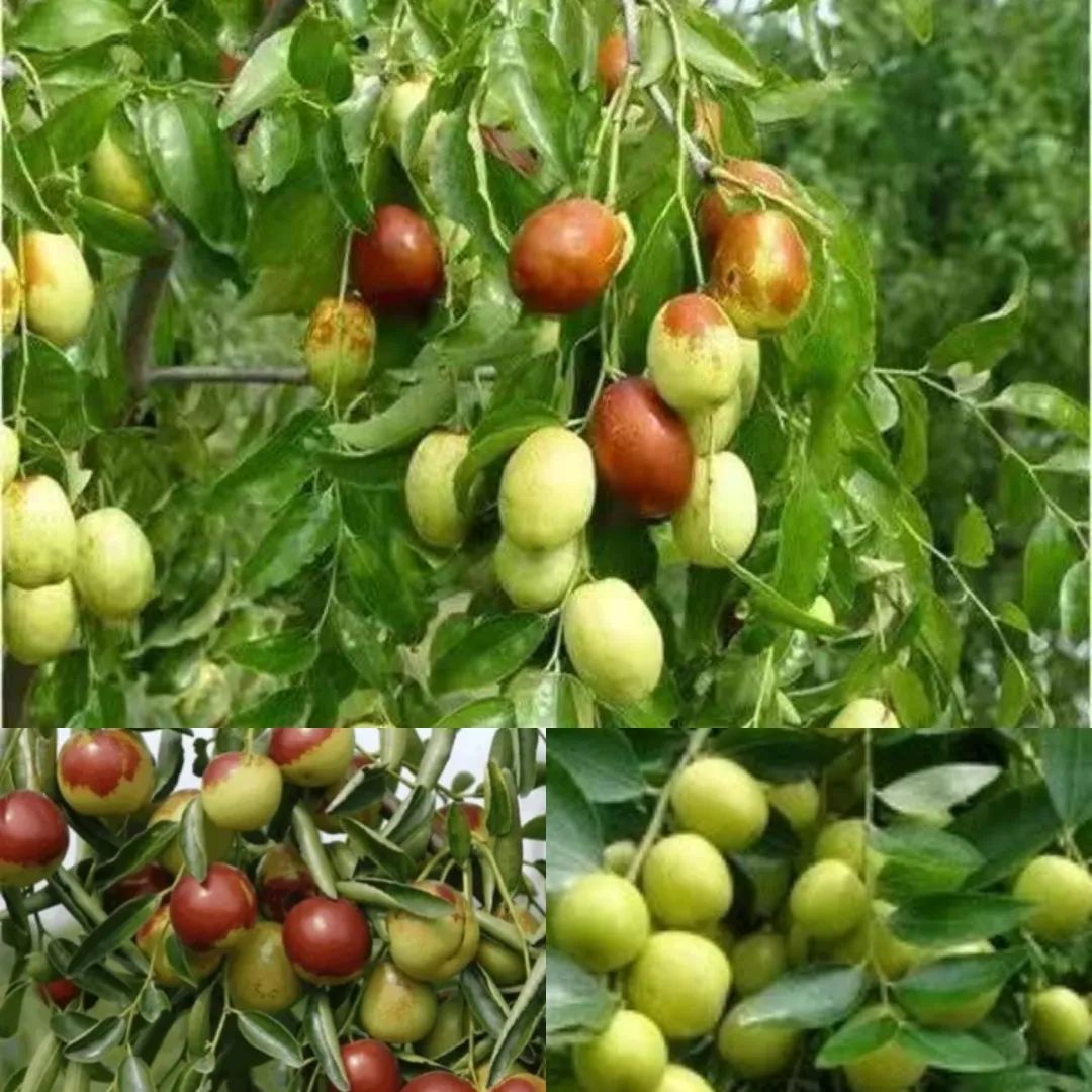 云南楚雄网(微信)