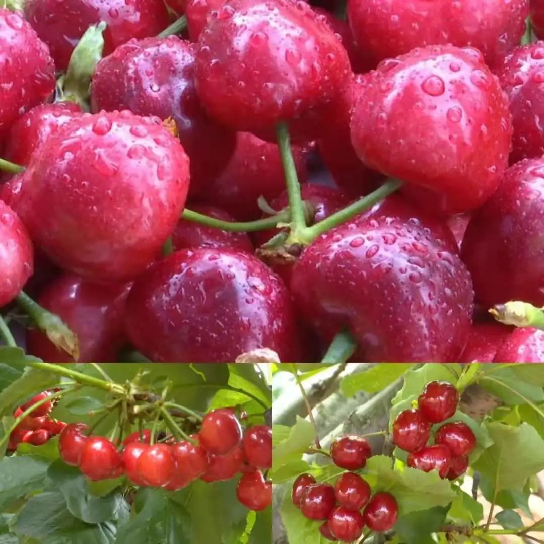 云南楚雄网(微信)