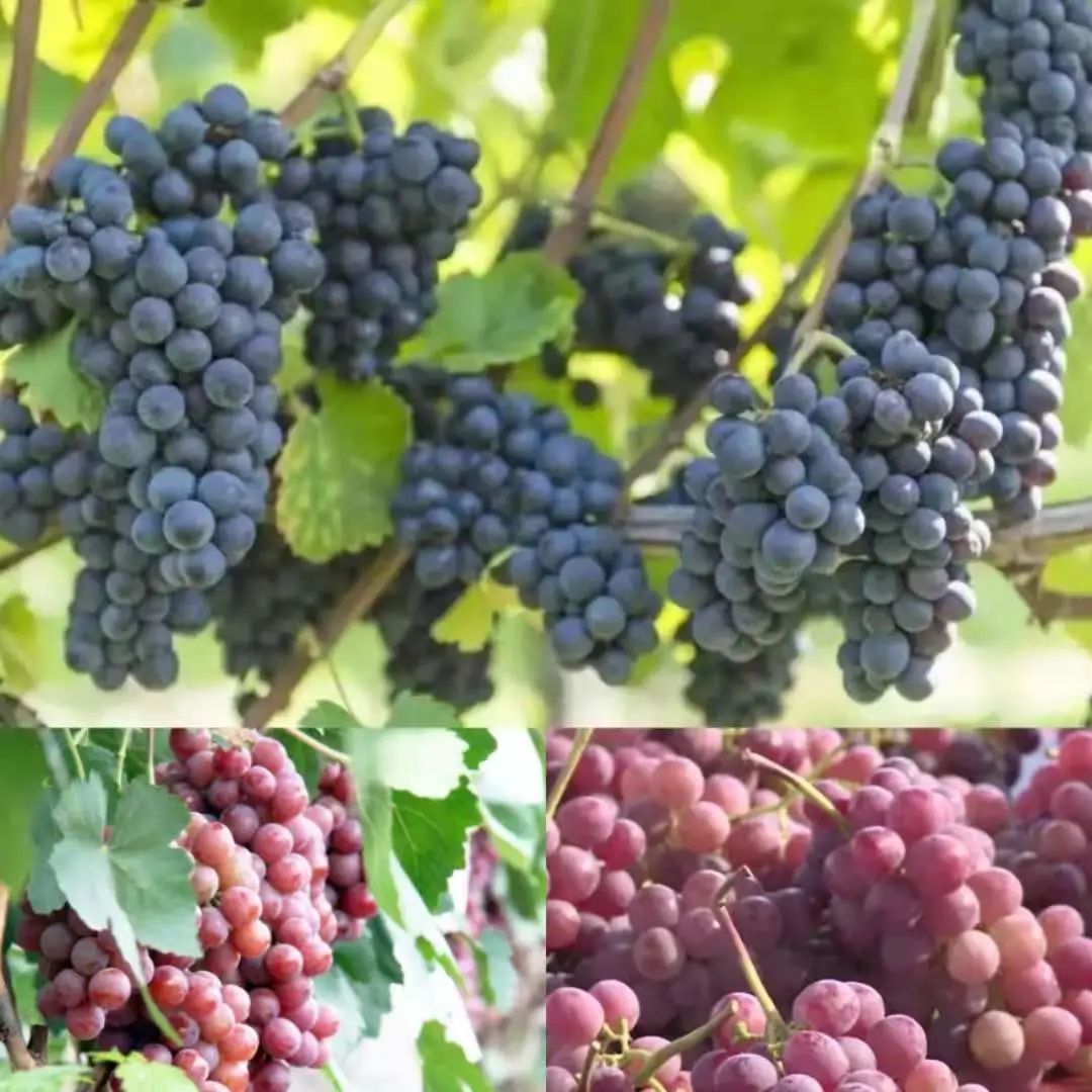 云南楚雄网(微信)