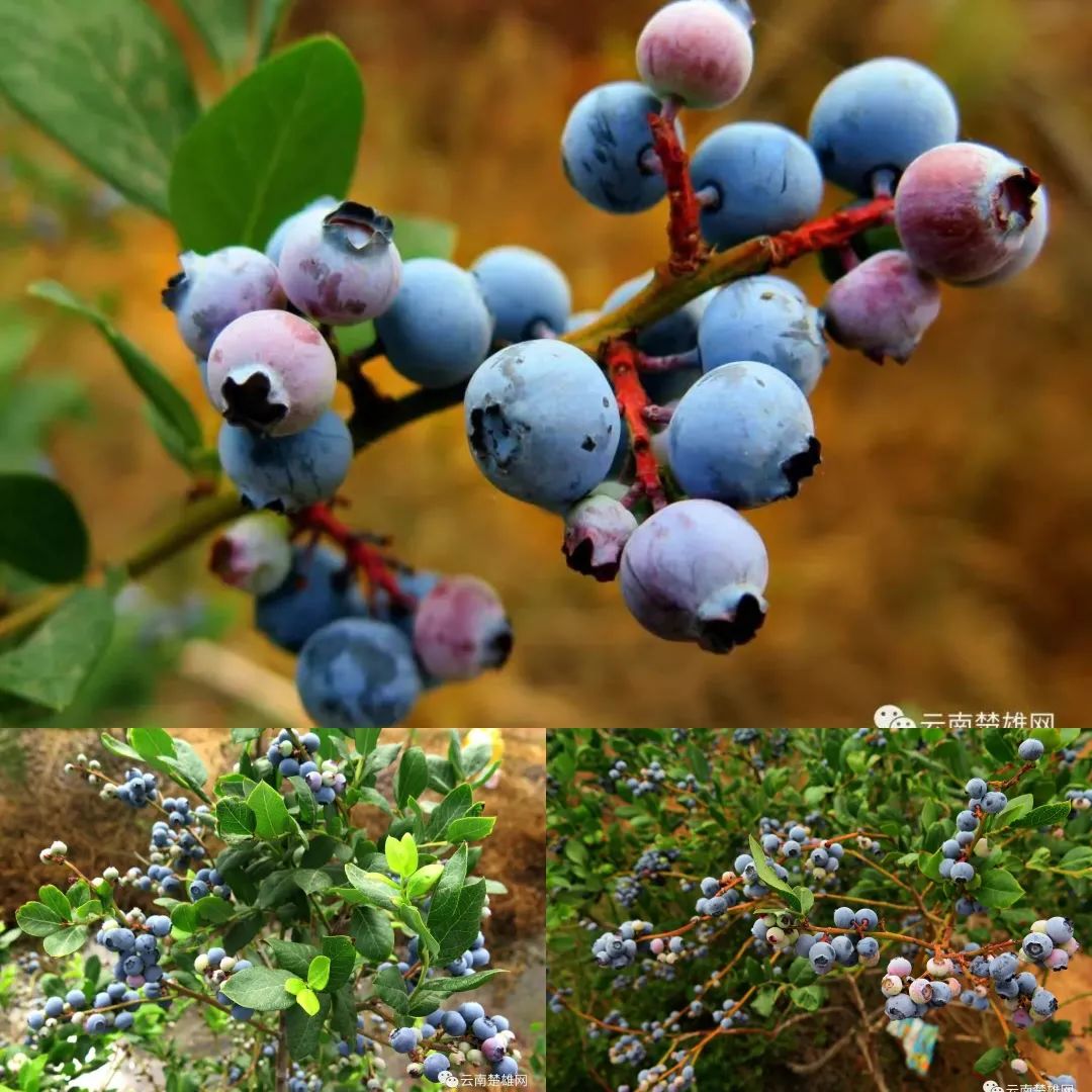 云南楚雄网(微信)