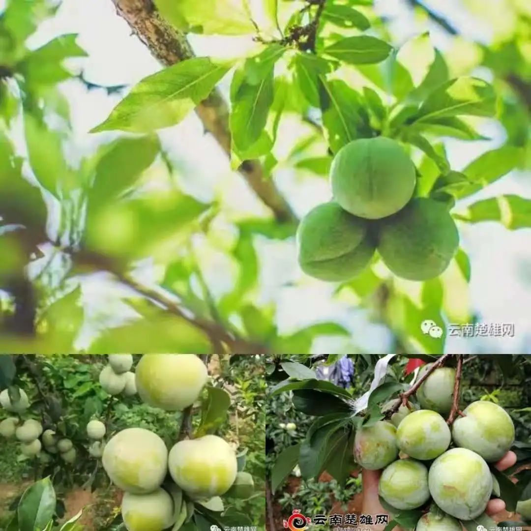 云南楚雄网(微信)