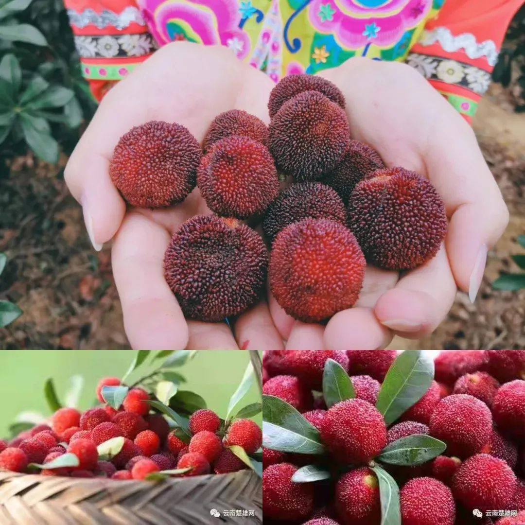 云南楚雄网(微信)