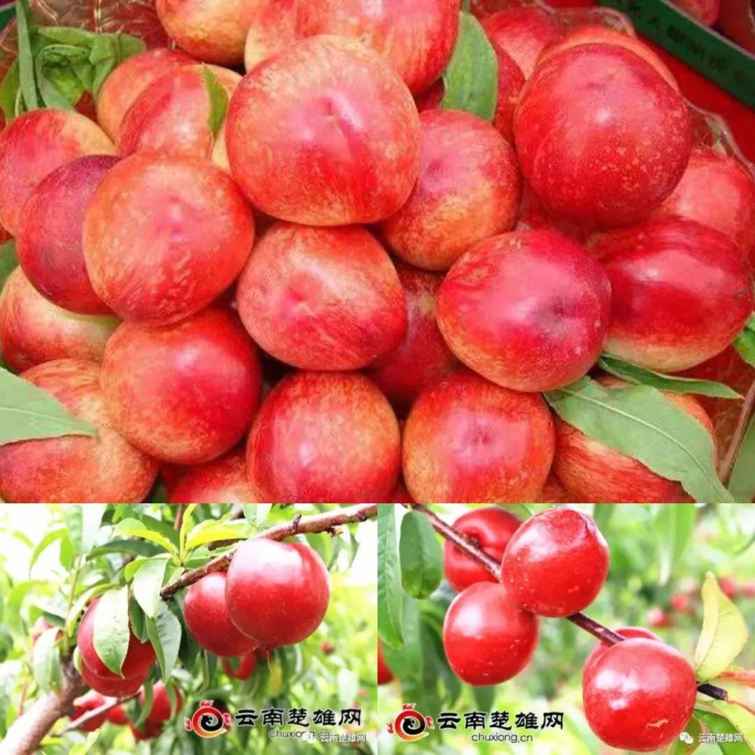 云南楚雄网(微信)