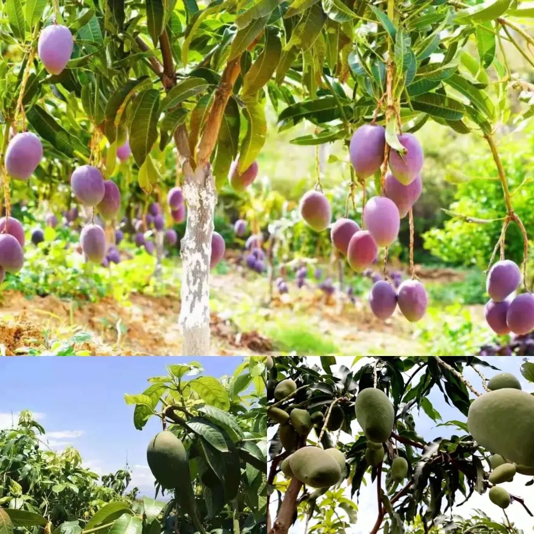 云南楚雄网(微信)