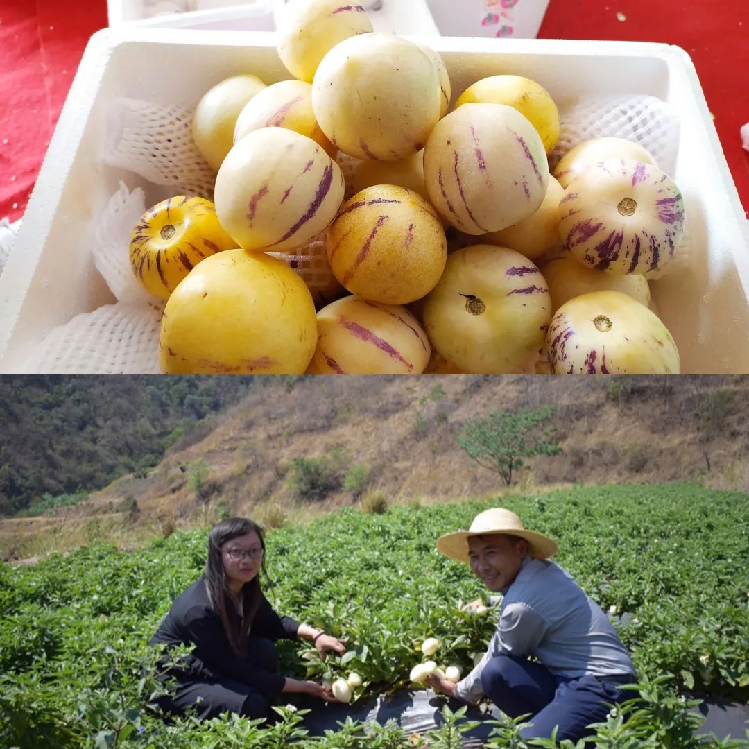 云南楚雄网(微信)