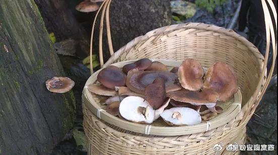 保山昌宁：大山里的美味—野生香蕈大量上市