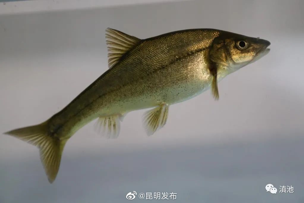 “昆明发布”微博