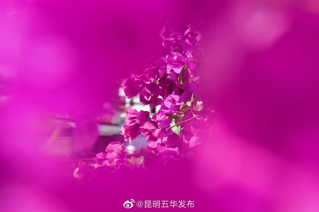 “昆明五华发布”微博