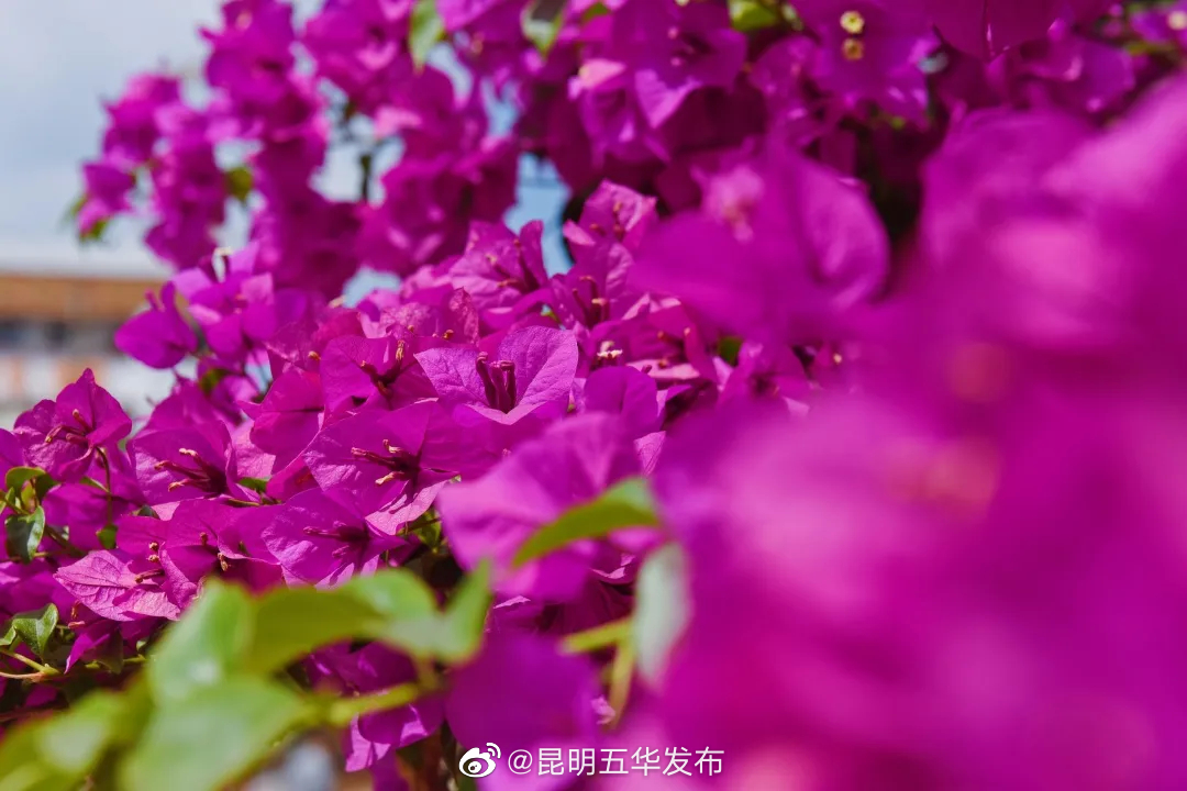 “昆明五华发布”微博