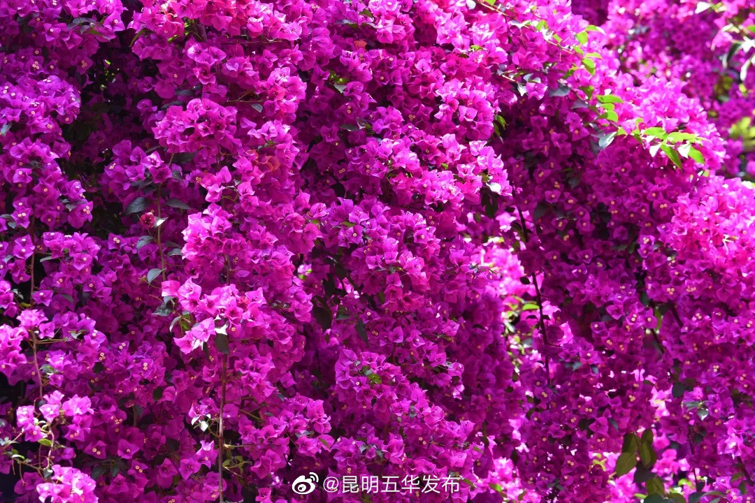 “昆明五华发布”微博