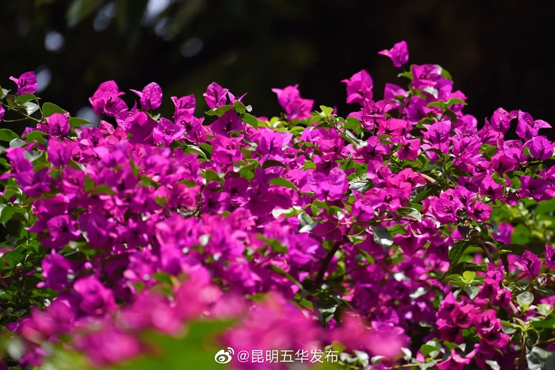 “昆明五华发布”微博