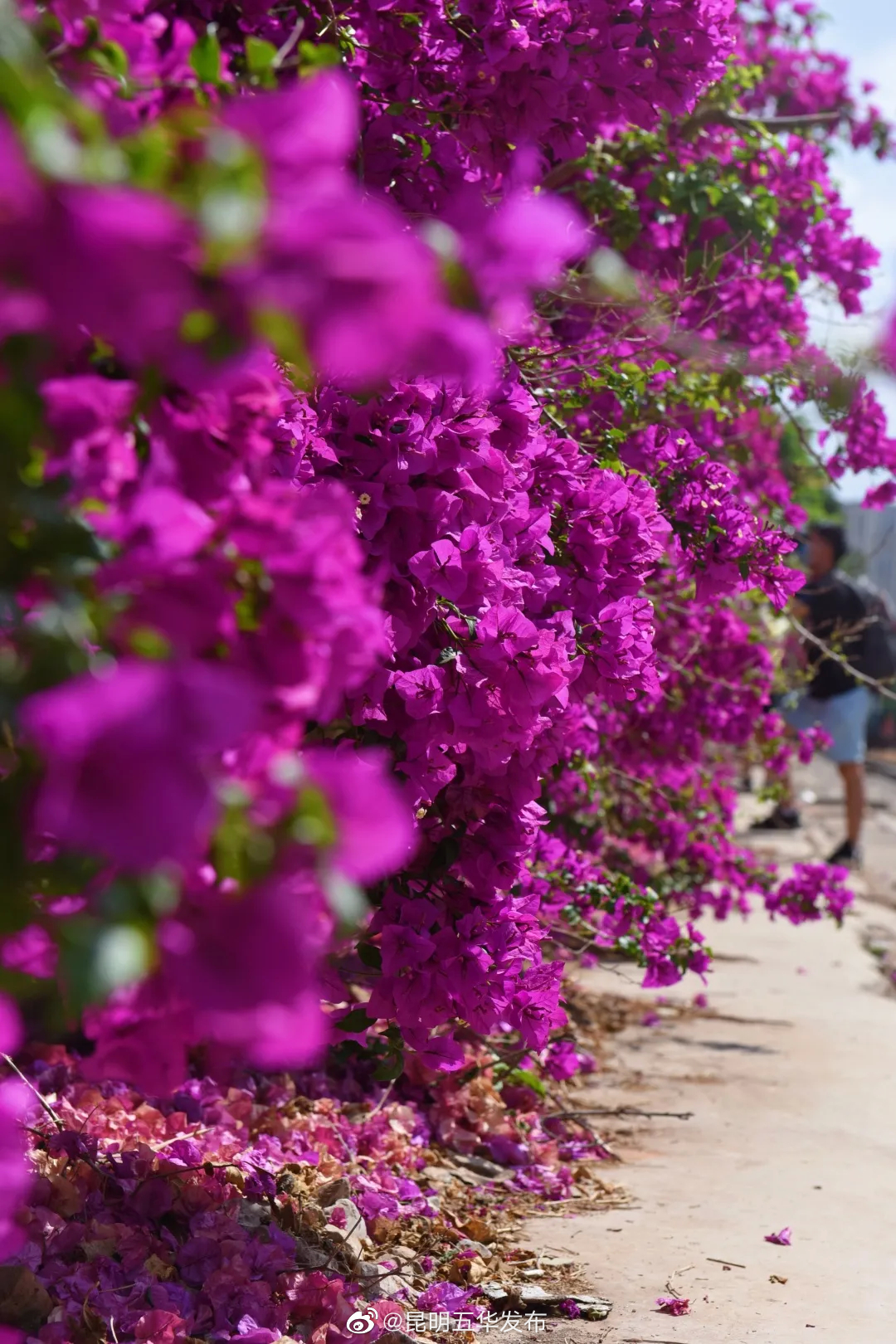 “昆明五华发布”微博