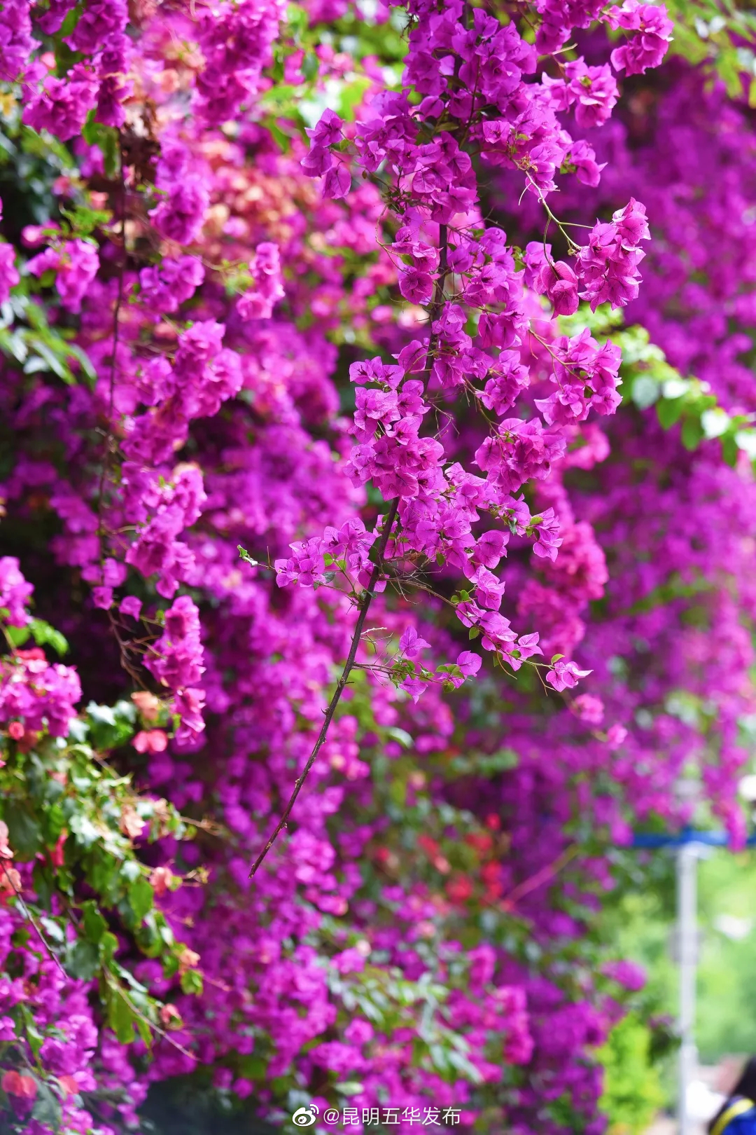 “昆明五华发布”微博