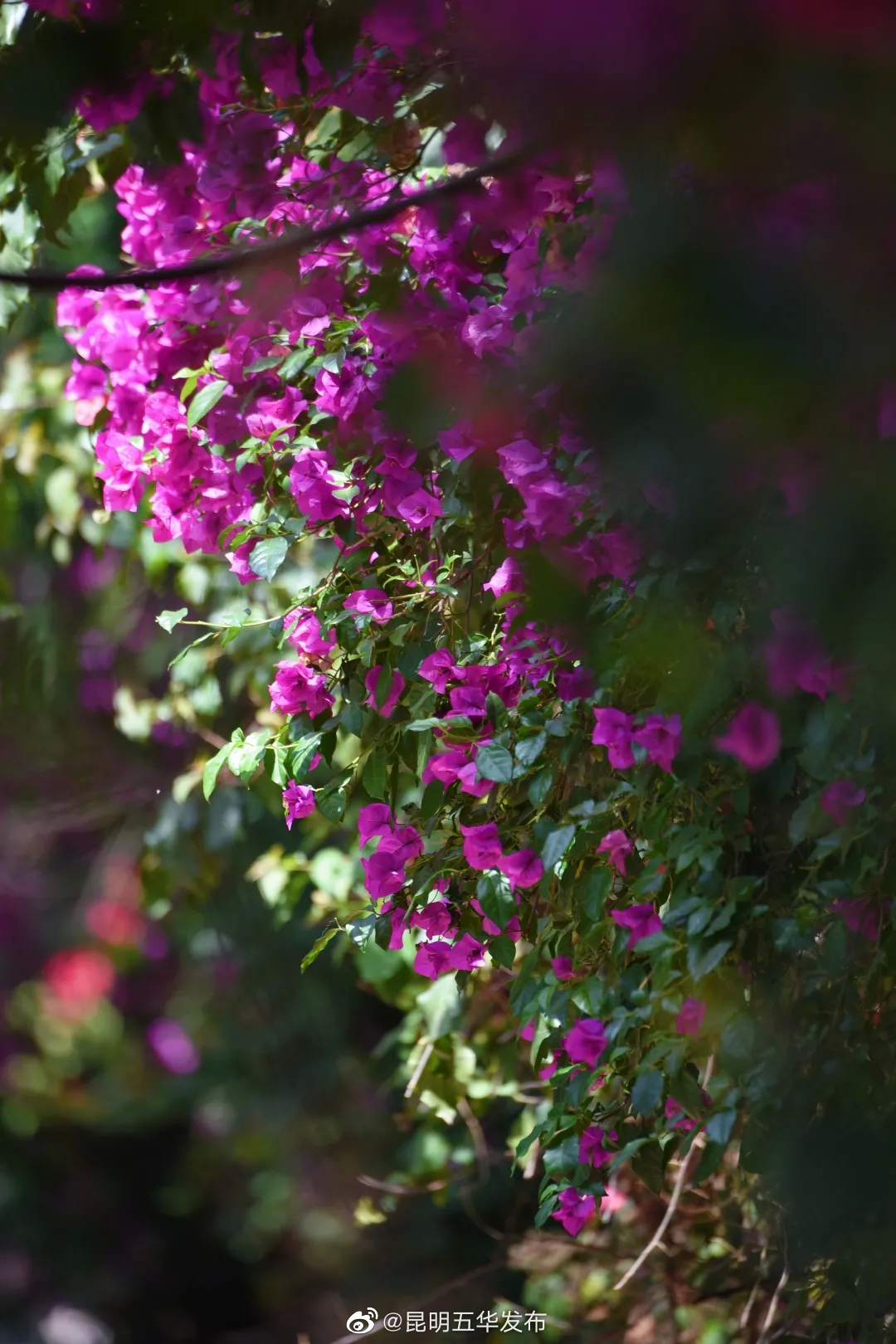 “昆明五华发布”微博