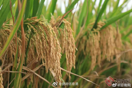 昆明信息港微博