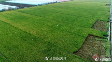 昆明信息港微博