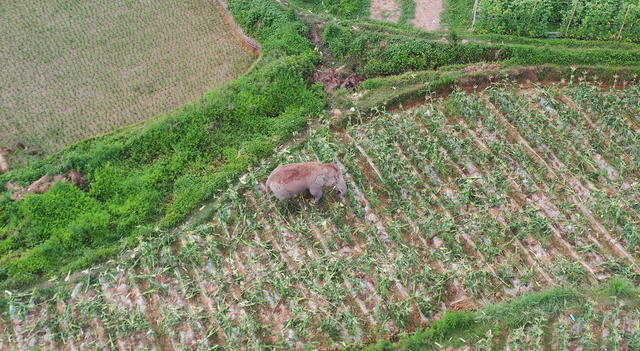 春城晚报(微信)