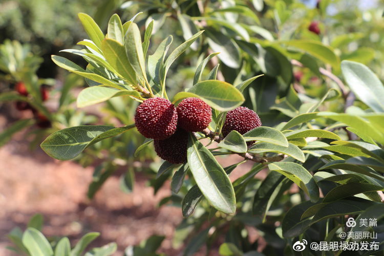 “昆明禄劝发布”微博