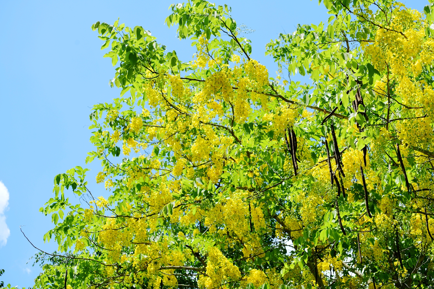 中国科学院西双版纳热带植物园