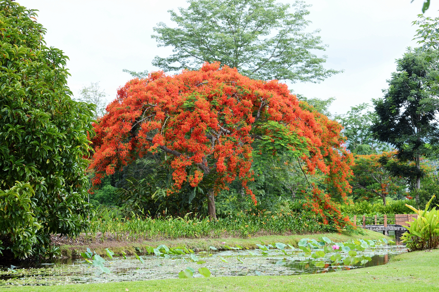 中国科学院西双版纳热带植物园
