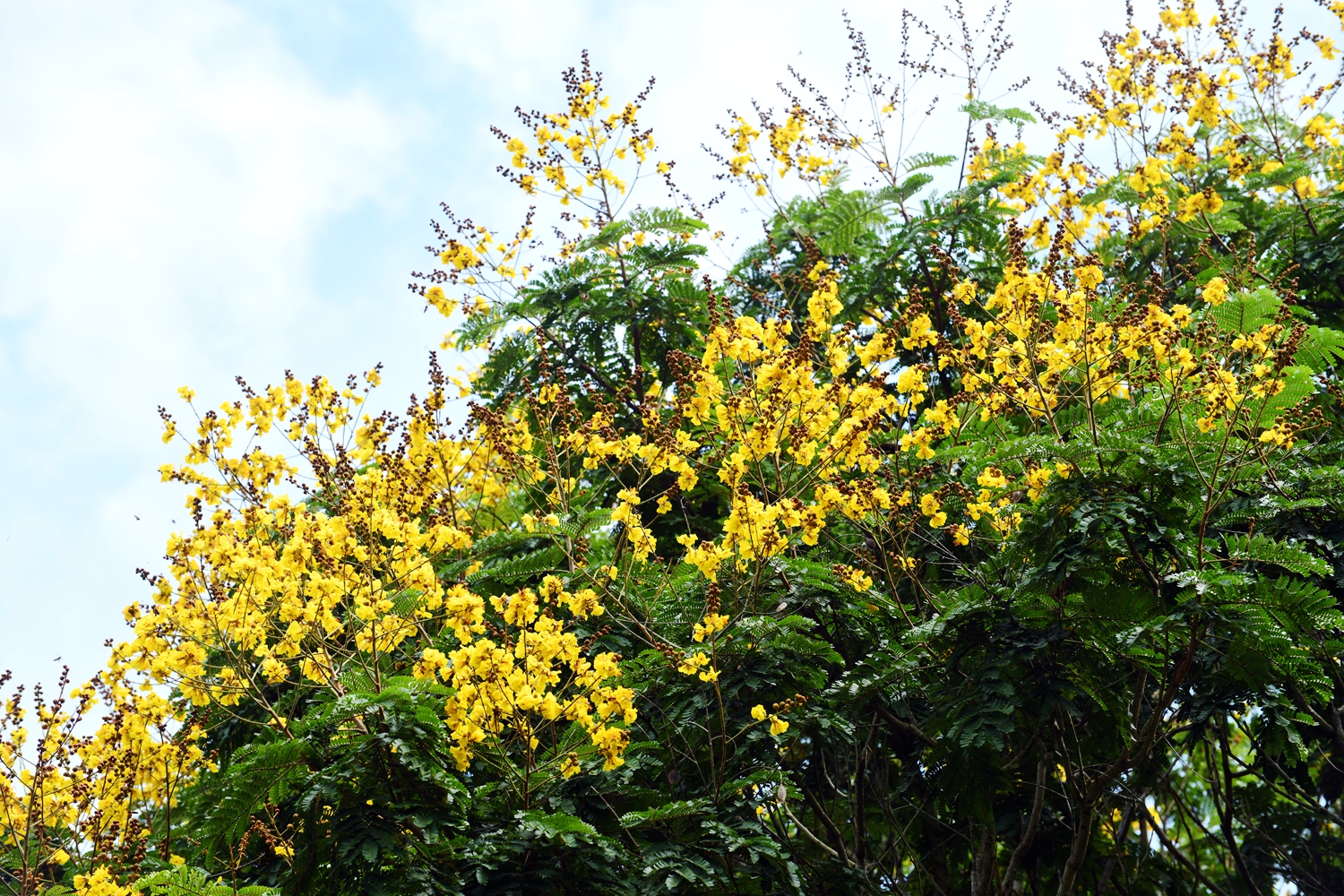中国科学院西双版纳热带植物园