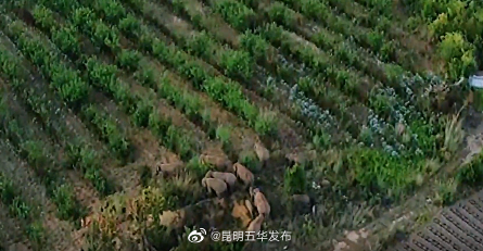 “昆明五华发布”微博