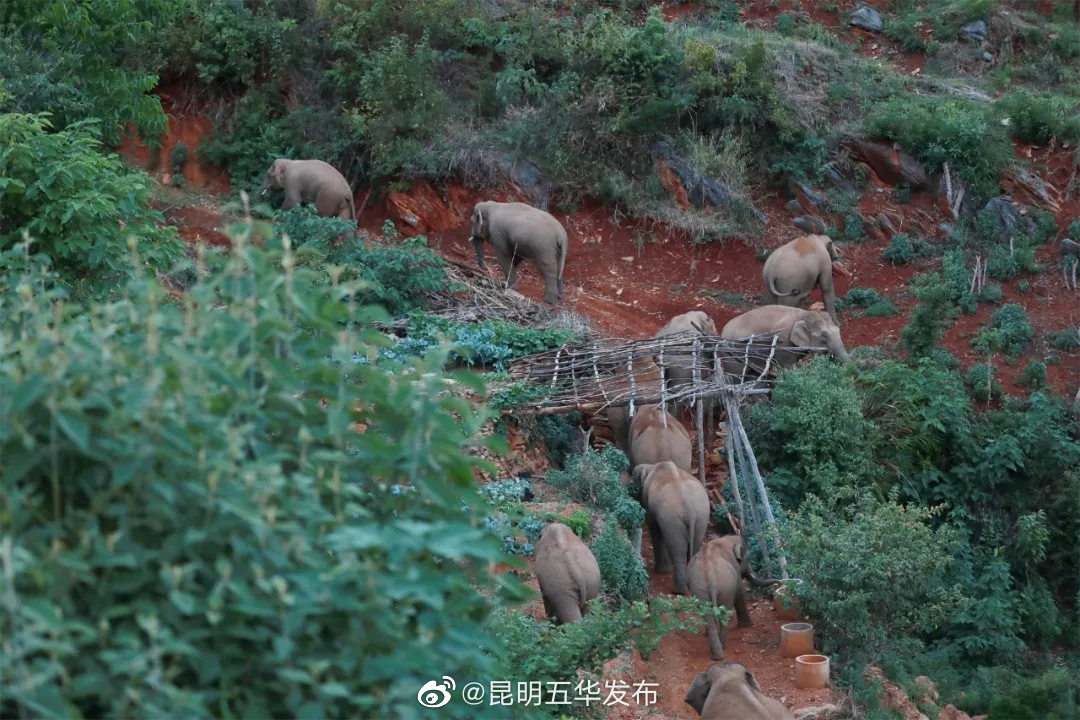 “昆明五华发布”微博