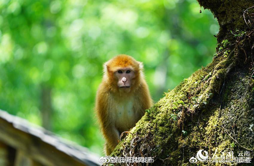 “昆明五华发布”微博