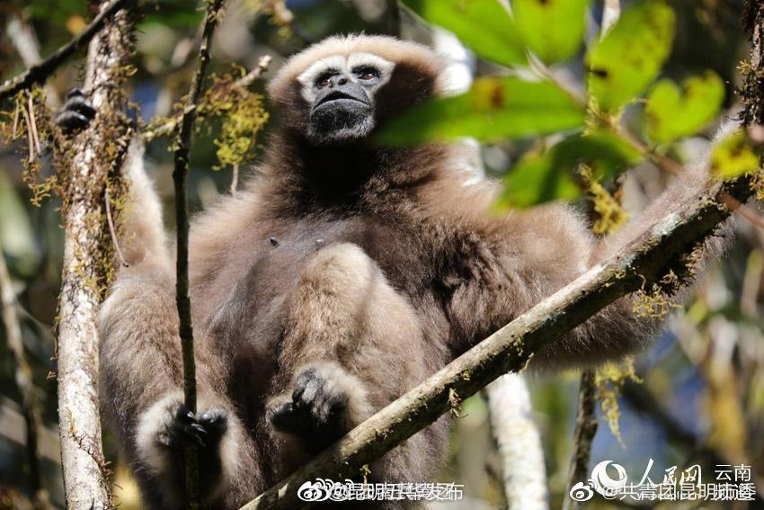 “昆明五华发布”微博