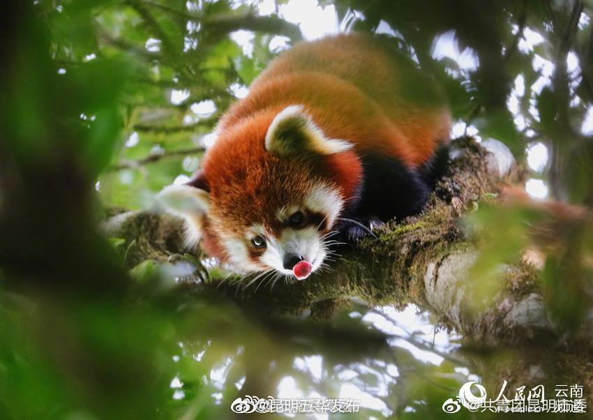 “昆明五华发布”微博