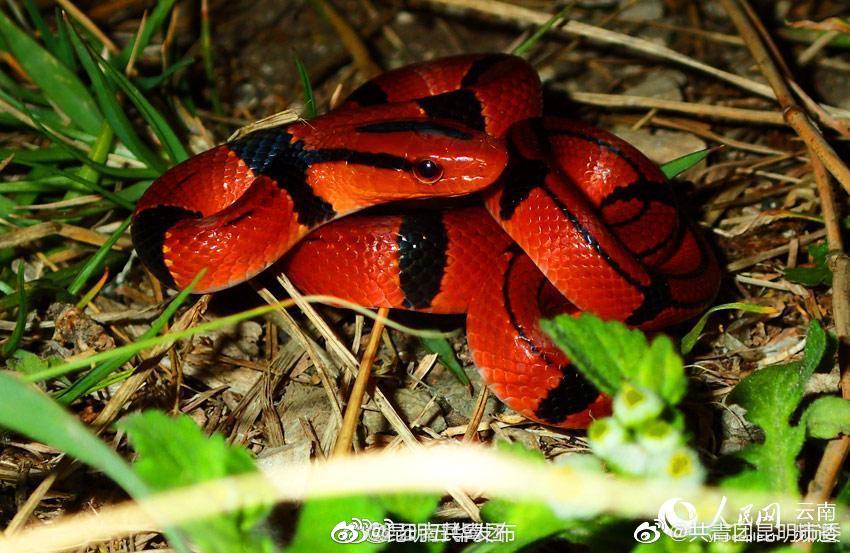“昆明五华发布”微博