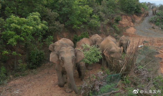 云南省林草局：将采取多种措施防止象群北迁，并逐步返回原栖息地