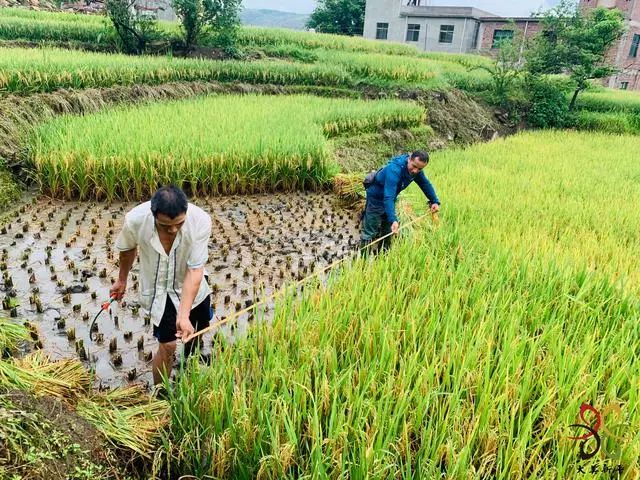 玉溪发布(微信)