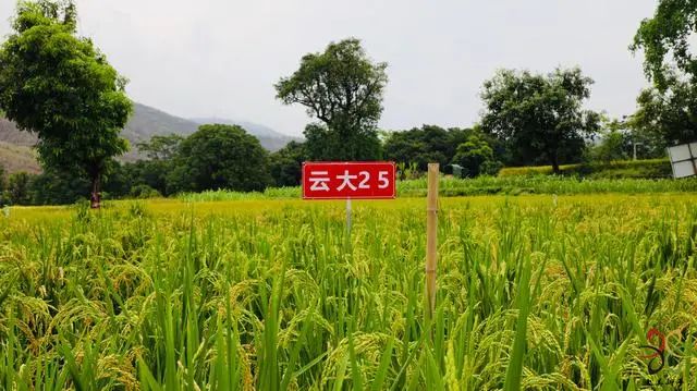 玉溪发布(微信)